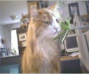 Basil&plant.jpg (5716 bytes)