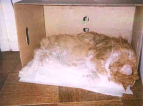 basilcave.jpg (9199 bytes)