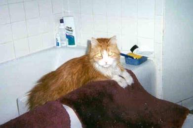 basiltub.jpg (7184 bytes)