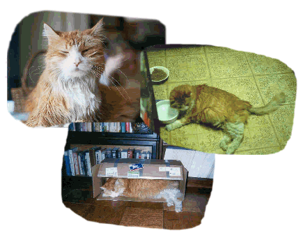 montage.gif (30262 bytes)