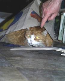 nowwhat.jpg (8979 bytes)