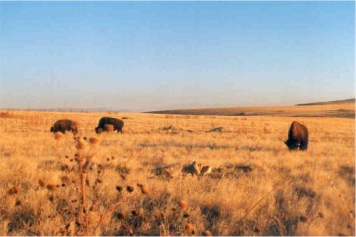 bison.jpg (29027 bytes)