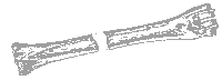bone.gif (1609 bytes)